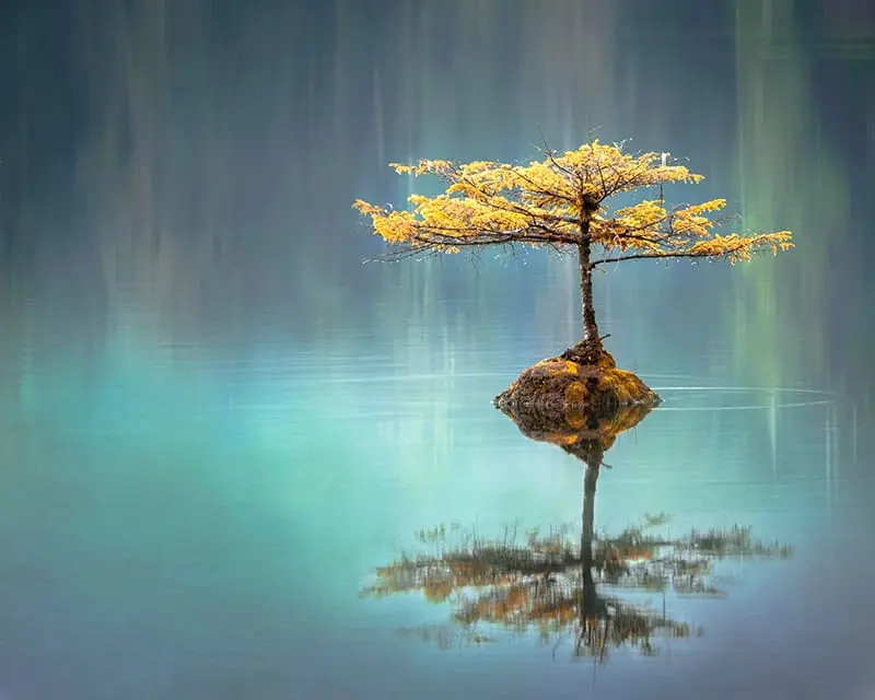 Psaume 1 - Un arbre flottant. Résister au mal