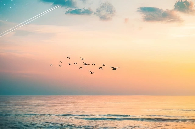 Les oiseaux de Saint-François d'Assise